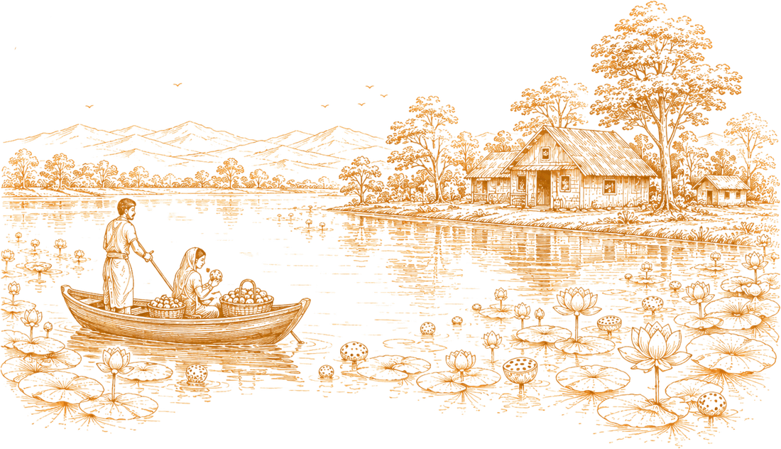 Line drawing of a makhana harvest by boat on a lotus pond in rural Bihar